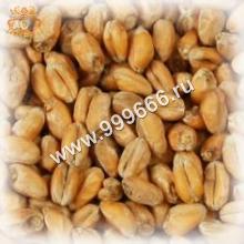 Солод пшен. светлый Castle Malting Wheat Blanc, 1 кг. (Бельгия)